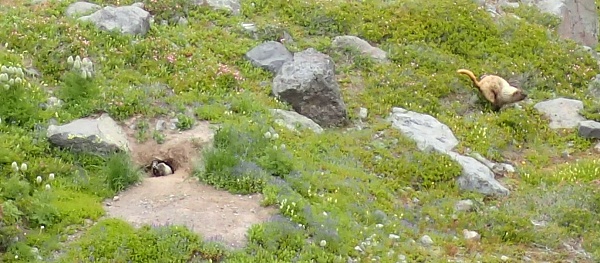 Click image for larger version

Name:	marmots and mom.JPG
Views:	74
Size:	171.2 KB
ID:	41248
