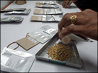 Seeds destined for the 'doomsday' vault (Image: IITA)