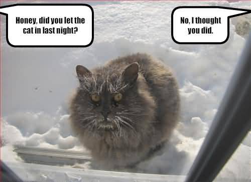 Name:  funny-frozen-cat.jpg
Views: 532
Size:  17.3 KB