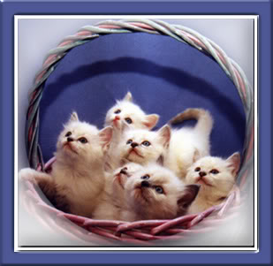 Name:  Basket_kitties2.jpg
Views: 341
Size:  22.3 KB