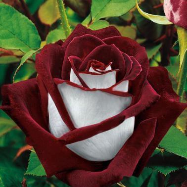 Name:  tumblr_m7328rbdMt1qc49too1_400.jpg
Views: 2587
Size:  24.9 KB