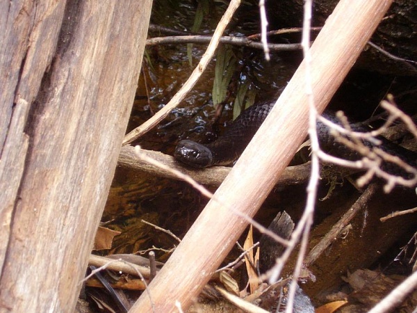 Click image for larger version

Name:	snake.jpg
Views:	216
Size:	90.5 KB
ID:	23844