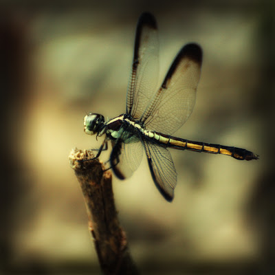 Click image for larger version

Name:	dragonfly+July.jpg
Views:	1336
Size:	28.4 KB
ID:	27224