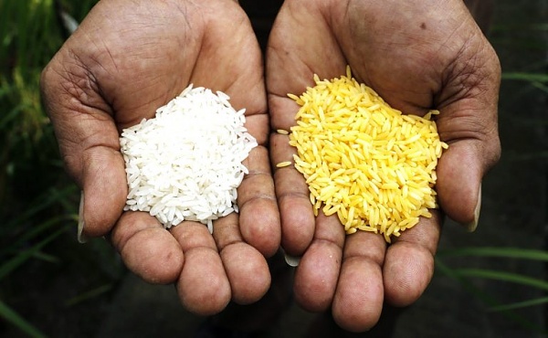 Click image for larger version

Name:	FDA-GMO-Rice-Approved-Is-It-Safe-3-768x474.jpg
Views:	484
Size:	55.6 KB
ID:	38305