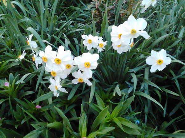 Name:  flower.jpg
Views: 187
Size:  232.3 KB