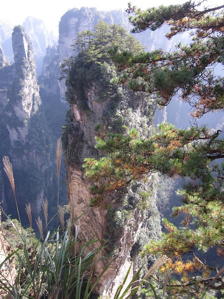 Click image for larger version

Name:	branches-fir-tree-tianzi-mountain-avatar-china-pine-zhangjiajie-national-park-87969959.jpeg
Views:	94
Size:	151.9 KB
ID:	47267