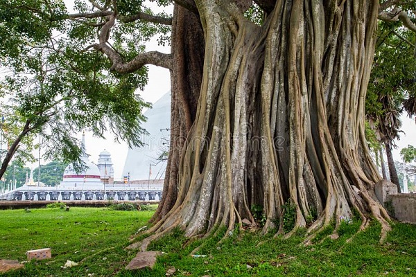 Click image for larger version

Name:	big-holy-bodhi-tree-stupa-background-sri-lanka-asia-125546898.jpeg
Views:	93
Size:	121.9 KB
ID:	47279