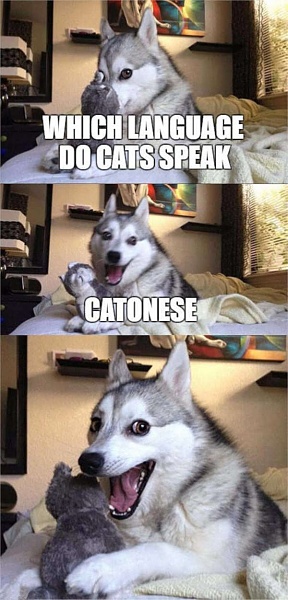Click image for larger version

Name:	catonese.jpg
Views:	29
Size:	101.4 KB
ID:	52191