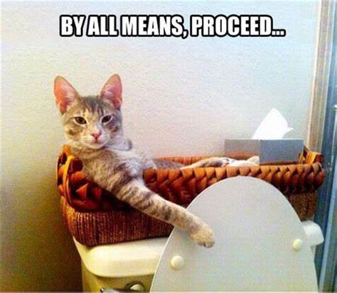 Name:  cat toilet proceed.jpeg
Views: 319
Size:  29.3 KB