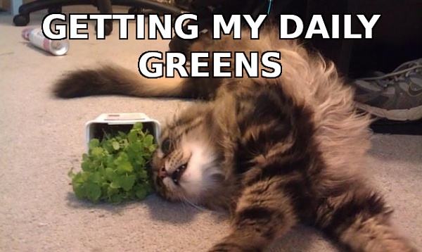 Click image for larger version

Name:	cat daily greens2.jpg
Views:	30
Size:	76.5 KB
ID:	52260