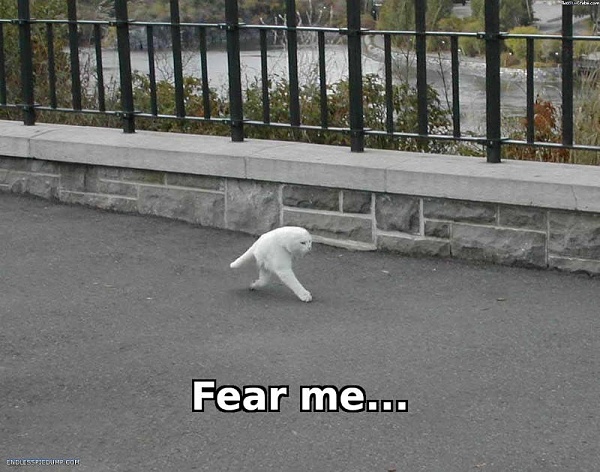 Click image for larger version

Name:	cat scissors running fear me2.jpg
Views:	28
Size:	82.7 KB
ID:	52297