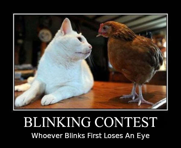 Name:  cat chicken blinking contest2.jpg
Views: 115
Size:  42.6 KB