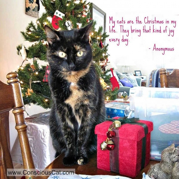 Click image for larger version

Name:	cats Christmas all year2.jpeg
Views:	164
Size:	93.4 KB
ID:	52398