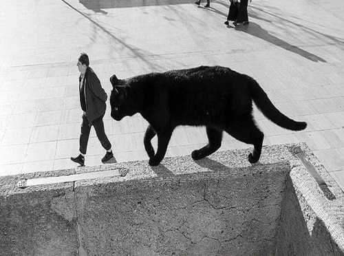 Name:  cat illusion walking behind man.jpg
Views: 225
Size:  37.1 KB