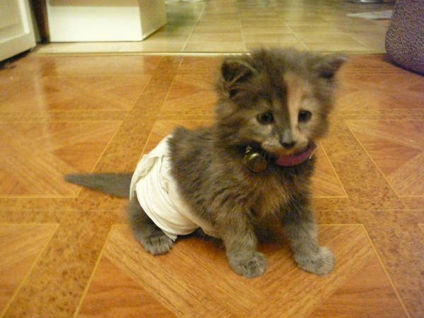 Name:  cat kitten diaper.jpg
Views: 455
Size:  42.2 KB