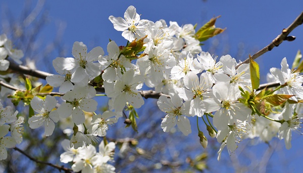 Click image for larger version

Name:	blossom.jpg
Views:	16
Size:	156.5 KB
ID:	54746