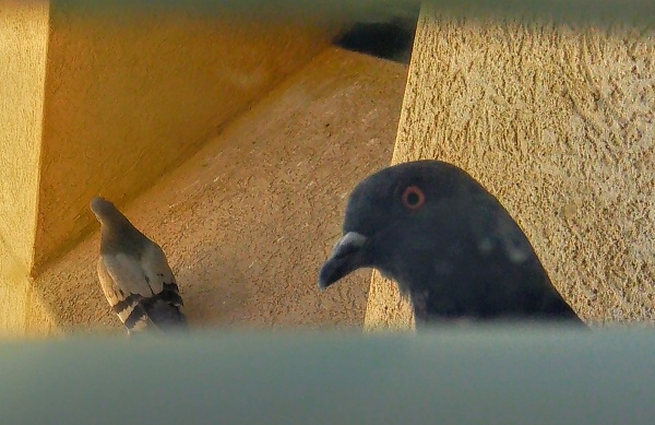Click image for larger version

Name:	IMG_20250528_110223~3.jpg
Views:	23
Size:	683.8 KB
ID:	55229