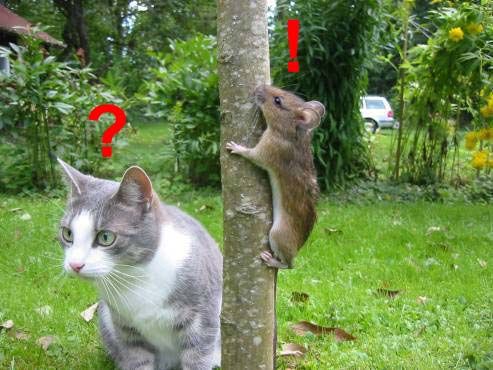 Name:  where, lolcatmouse.jpg
Views: 264
Size:  48.8 KB