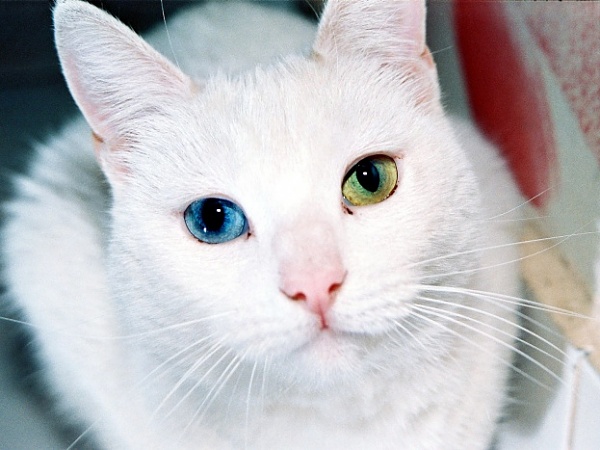 Click image for larger version

Name:	cat twocolour eyes.jpg
Views:	497
Size:	97.4 KB
ID:	6647