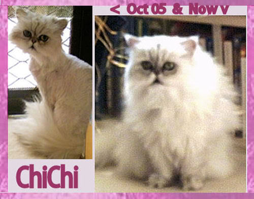 Name:  ChiChi.jpg
Views: 286
Size:  36.1 KB