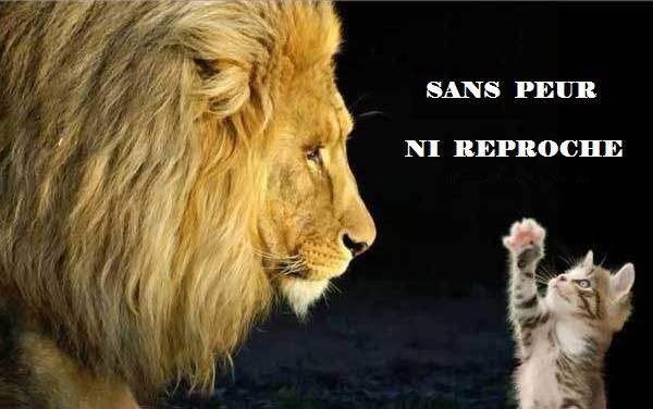 Name:  lion_cat-2.jpg
Views: 415
Size:  38.4 KB