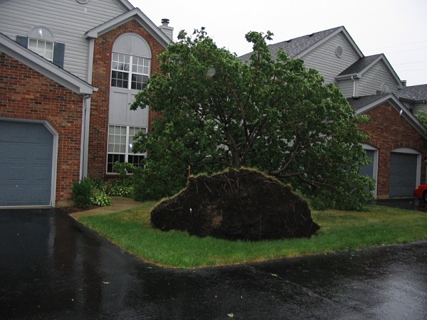 Click image for larger version

Name:	neighbors_tree.jpg
Views:	528
Size:	195.3 KB
ID:	12004